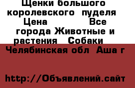 Щенки большого (королевского) пуделя › Цена ­ 25 000 - Все города Животные и растения » Собаки   . Челябинская обл.,Аша г.